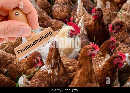 Eine Herde Hühner in Freilandhaltung ein Stempel beschriftet mit dem Aufdruck: Freilandhaltung über einer Herde Hühner auf einer Wiese - FOTOMONTAGE * Stockfoto