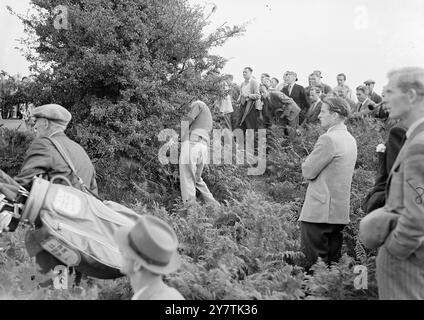 Ein Ball auf dem Grün ist zwei Wert im Busch! Tadworth , England : der US Ryder Cup-Golfspieler Johnny Palmer hat auf dem Walton Heath Golf Course ein wenig Schwierigkeiten, während er einen Ball unter einem Busch am 14. Loch spielt, während er mit dem jungen britischen Golfspieler E B Wlliamson ( Wollaton Park ) für die Professional Golfers' Match-Play Championships of Great Britain spielt. 23. September 1949 Stockfoto