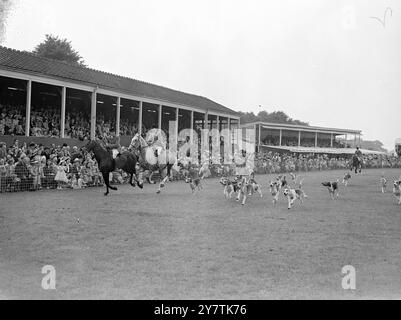 Hounds in the Ring - die Old Surrey und Burstow Fox Hounds unter Huntsman Jack Champion ziehen durch den Ring bei der Richmond ( Surrey ) Royal Horse Show. Diese Paraden verschiedener bekannter britischer Rudel sind Teil der dreitägigen Show am 10. Juni 1949 Stockfoto