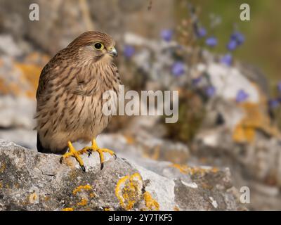 Wunderschöner Turmfalke in Clifton unten in Bristol, Großbritannien Stockfoto