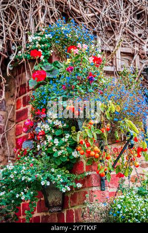 Hängekorb mit Blumen und Tomaten in einem Innenhof in Ripon, Yorkshire, Großbritannien Stockfoto