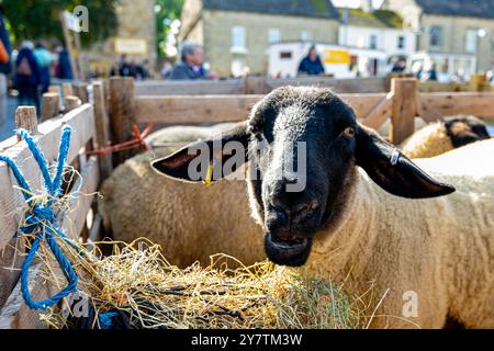 Black Faced Sheep, Masham Sheep Fair, Masham, bei Ripon, North Yorkshire, UK Stockfoto