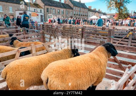 Warten darauf, verurteilt zu werden. Masham Sheep Fair, Masham, in der Nähe von Ripon, North Yorkshire, Großbritannien Stockfoto