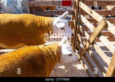 White Faced Sheep, Masham Sheep Fair, Masham, bei Ripon, North Yorkshire, UK Stockfoto