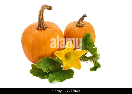 Zwei orangefarbene Kürbisse mit grünen Blättern und einer gelben Blume auf weißem Hintergrund Stockfoto