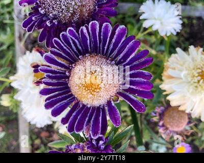 Mehrfarbige Asterblumen bedeckt mit weißem Frost nach den ersten Herbstfrösten Hochwinkelansicht Stockfoto