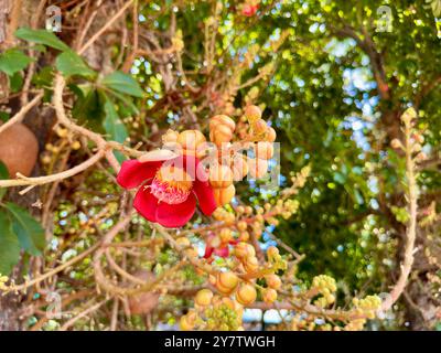 Die lebendige Cannonball-Blüte blüht im Sonnenlicht. Dieses Nahaufnahme-Foto zeigt die Schönheit einer blühenden Kanonenkugelblume, auch bekannt als Couroupita Stockfoto