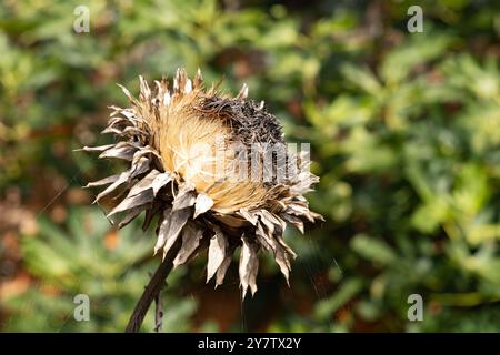 Der getrocknete Samenkopf der Cardoon oder Artichoke Thistle, Cynara cardunculus, wächst in Großbritannien Stockfoto