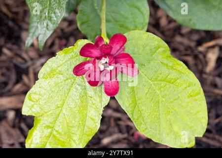 Carolina Allspice Pflanze, Calycanthus floridus, alias. Spicebush, eine Heilpflanze aus dem Südosten der USA Stockfoto