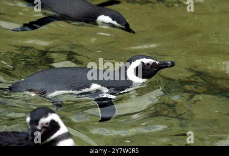 San Francisco, Kalifornien, einige der 46 Magellan-Pinguine im Zoo von San Francisco, die seit Weihnachten im Kreis schwimmen, nachdem sechs Pinguine aus Sea World in Aurora Ohio der Gruppe angehören. Normalerweise würden die Pinguine Mitte Februar auf Penguin Island Tell gegraben und im April waren Eier zu sehen. Sie schwimmen den ganzen Tag und ruhen sich nachts aus. Die Erwarteten sind sich nicht sicher, was die Vögel dazu veranlasst, so seltsam zu wirken. Fotos, aufgenommen am Montag, 20. Januar 2003. Stockfoto