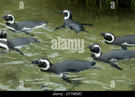 San Francisco, Kalifornien, einige der 46 Magellanpinguine im Zoo von San Francisco, die seit Weihnachten im Kreis schwimmen, nachdem sechs Pinguine aus Sea World in Aurora, Ohio der Gruppe beitraten. Normalerweise würden die Pinguine bis Mitte Februar auf Penguin Island graben und im April waren Eier zu sehen. Sie schwimmen den ganzen Tag und ruhen sich nachts aus. Experten sind sich nicht sicher, was die Vögel dazu veranlasst, so seltsam zu handeln. Fotos, aufgenommen am Montag, 20. Januar 2003. ( ) Stockfoto