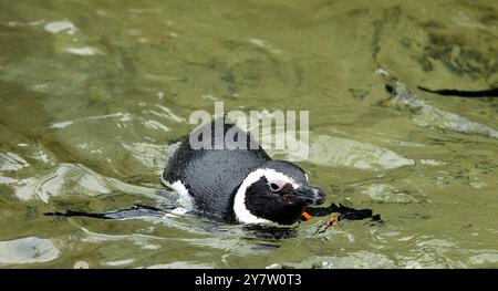 San Francisco, Kalifornien, einige der 46 Magellan-Pinguine im Zoo von San Francisco, die seit Weihnachten im Kreis schwimmen, nachdem sechs Pinguine aus Sea World in Aurora Ohio der Gruppe angehören. Normalerweise würden die Pinguine Mitte Februar auf Penguin Island Tell gegraben und im April waren Eier zu sehen. Sie schwimmen den ganzen Tag und ruhen sich nachts aus. Die Erwarteten sind sich nicht sicher, was die Vögel dazu veranlasst, so seltsam zu wirken. Fotos, aufgenommen am Montag, 20. Januar 2003. Stockfoto