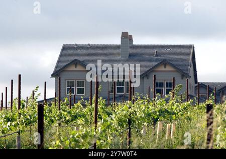 Livermore, Kalifornien,... Kaliforniens größtes landwirtschaftliches Produkt, die Traube, ist so überpflanzt, dass die Traubenpreise innerhalb eines Jahres um 17 Prozent gefallen sind. Kalifornien baut 90 Prozent der Trauben aus den USA an. In den 1990er Jahren war es sehr stilvoll, Ihr Haus mit Cabernet und Chardonnay-Reben gepflegt zu haben. Stockfoto