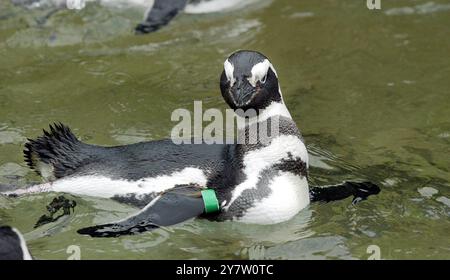 San Francisco, Kalifornien, einige der 46 Magellan-Pinguine im Zoo von San Francisco, die seit Weihnachten im Kreis schwimmen, nachdem sechs Pinguine aus Sea World in Aurora Ohio der Gruppe angehören. Normalerweise würden die Pinguine Mitte Februar auf Penguin Island Tell gegraben und im April waren Eier zu sehen. Sie schwimmen den ganzen Tag und ruhen sich nachts aus. Die Erwarteten sind sich nicht sicher, was die Vögel dazu veranlasst, so seltsam zu wirken. Fotos, aufgenommen am Montag, 20. Januar 2003. Stockfoto