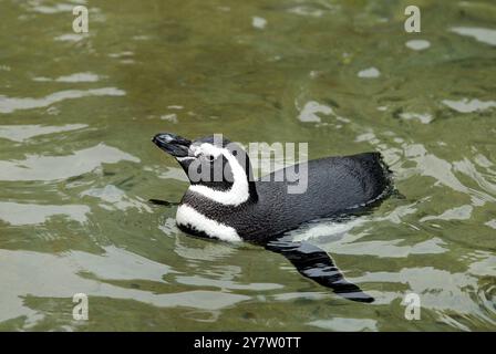 San Francisco, Kalifornien, einige der 46 Magellan-Pinguine im Zoo von San Francisco, die seit Weihnachten im Kreis schwimmen, nachdem sechs Pinguine aus Sea World in Aurora Ohio der Gruppe angehören. Normalerweise würden die Pinguine Mitte Februar auf Penguin Island Tell gegraben und im April waren Eier zu sehen. Sie schwimmen den ganzen Tag und ruhen sich nachts aus. Die Erwarteten sind sich nicht sicher, was die Vögel dazu veranlasst, so seltsam zu wirken. Fotos, aufgenommen am Montag, 20. Januar 2003. Stockfoto