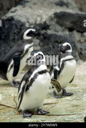 San Francisco, Kalifornien, einige der 46 Magellanpinguine im San Francisco Zoo machen seit Weihnachten eine Pause vom Schwimmen im Kreis, nachdem sechs Pinguine von Sea World in Aurora Ohio der Gruppe beitreten. Normalerweise würden die Pinguine Mitte Februar auf Penguin Island Tell gegraben und im April waren Eier zu sehen. Sie schwimmen den ganzen Tag und ruhen sich nachts aus. Die Erwarteten sind sich nicht sicher, was die Vögel dazu veranlasst, so seltsam zu wirken. Fotos, aufgenommen am Montag, 20. Januar 2003. Stockfoto