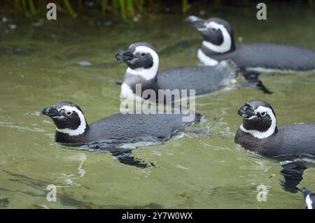 San Francisco, Kalifornien, einige der 46 Magellan-Pinguine im Zoo von San Francisco, die seit Weihnachten im Kreis schwimmen, nachdem sechs Pinguine aus Sea World in Aurora Ohio der Gruppe angehören. Normalerweise würden die Pinguine Mitte Februar auf Penguin Island Tell gegraben und im April waren Eier zu sehen. Sie schwimmen den ganzen Tag und ruhen sich nachts aus. Die Erwarteten sind sich nicht sicher, was die Vögel dazu veranlasst, so seltsam zu wirken. Fotos, aufgenommen am Montag, 20. Januar 2003. Stockfoto