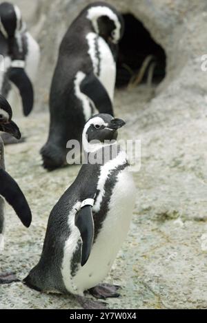 San Francisco, Kalifornien, einige der 46 Magellanpinguine im San Francisco Zoo machen seit Weihnachten eine Pause vom Schwimmen im Kreis, nachdem sechs Pinguine von Sea World in Aurora Ohio der Gruppe beitreten. Normalerweise würden die Pinguine Mitte Februar auf Penguin Island Tell gegraben und im April waren Eier zu sehen. Sie schwimmen den ganzen Tag und ruhen sich nachts aus. Die Erwarteten sind sich nicht sicher, was die Vögel dazu veranlasst, so seltsam zu wirken. Fotos, aufgenommen am Montag, 20. Januar 2003. Stockfoto