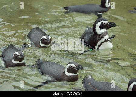 San Francisco, Kalifornien, einige der 46 Magellanpinguine im Zoo von San Francisco, die seit Weihnachten im Kreis schwimmen, nachdem sechs Pinguine aus Sea World in Aurora, Ohio der Gruppe beitraten. Normalerweise würden die Pinguine bis Mitte Februar auf Penguin Island graben und im April waren Eier zu sehen. Sie schwimmen den ganzen Tag und ruhen sich nachts aus. Experten sind sich nicht sicher, was die Vögel dazu veranlasst, so seltsam zu handeln. Fotos, aufgenommen am Montag, 20. Januar 2003. ( ) Stockfoto