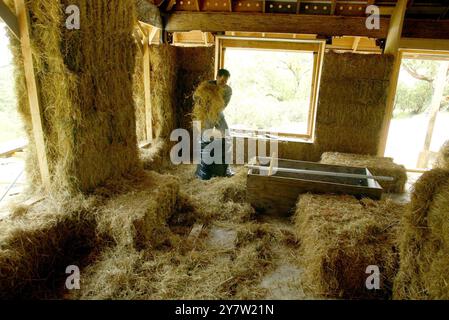 Cazadero, Kalifornien - Ross Gonzales aus San Francisco, Kalifornien, hilft am Sonntag, den 28. April 2002, das Innere eines traditionellen Cotswald Cottages aus Strohballen zu säubern. Strohballen werden für den Bau eines ansonsten traditionellen Cotswaldhauses verwendet, das in den Hügeln des Sonoma County hinaufgeht. Das Haus mit zwei Schlafzimmern und zwei Badezimmern, das für James Yates aus San Francisco gebaut wird, verfügt über Reistrohballen, die auf der Außenseite des Hauses gestapelt und dann mit einer dicken Schicht Gipskement beschichtet sind. Häuser mit Strohballen-Komponenten sind bei Menschen, die suchen, immer beliebter geworden Stockfoto