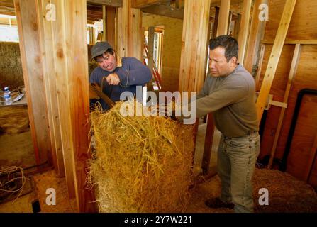 Cazadero, Kalifornien - (von links nach rechts) James Yates und Russ Gonzalesof San Francisco, Kalifornien, helfen beim Bau des traditionellen Cotswald Cottage, indem sie am Sonntag, den 28. April 2002, einen Strohballen zerkleinern. Strohballen werden für den Bau eines ansonsten traditionellen Cotswaldhauses verwendet, das in den Hügeln des Sonoma County hinaufgeht. Das Haus mit zwei Schlafzimmern und zwei Badezimmern, das für James Yates gebaut wird, verfügt über Reistrohballen, die auf der Außenseite des Hauses gestapelt und dann mit einer dicken Schicht Gipskement beschichtet sind. Häuser mit Strohballen-Komponenten sind zunehmend populär geworden Stockfoto