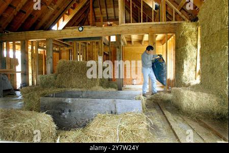 Cazadero, Kalifornien - Ross Gonzales aus San Francisco, Kalifornien, hilft am Sonntag, den 28. April 2002, das Innere eines traditionellen Cotswald Cottages aus Strohballen zu säubern. Strohballen werden für den Bau eines ansonsten traditionellen Cotswaldhauses verwendet, das in den Hügeln des Sonoma County hinaufgeht. Das Haus mit zwei Schlafzimmern und zwei Badezimmern, das für James Yates aus San Francisco gebaut wird, verfügt über Reistrohballen, die auf der Außenseite des Hauses gestapelt und dann mit einer dicken Schicht Gipskement beschichtet sind. Häuser mit Strohballen-Komponenten sind bei Menschen, die suchen, immer beliebter geworden Stockfoto