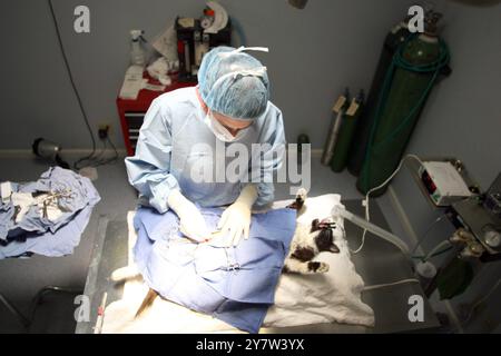 REDWOOD CITY, CA., Dr. Monica Thompson späht Oreo bei der Nine Lives Foundation, einem No-Kill Katzenheim in Redwood City am Freitag, den 30. Juni 2006. Stockfoto