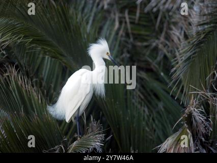 Palo Alto, Kalifornien.,--schneebedeckte Reiher in der Palme im Palo Alto Bayland Nature Preserve am Montag. Mai 30.2005. Das ist das zweite Jahr, in dem Reiher in den Baylands nisten. Stockfoto