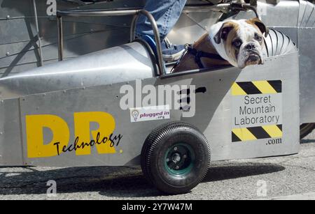 PALO ALTO, CA. Louie, ein fünfeinhalb Monate alter englischer Bulldog-Welpe fährt in einem Fahrrad-Beiwagen, 21. September 2005. Stockfoto