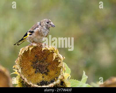 Goldfinch, Carduelis carduelis, einzelner unreifer Vogel auf Sonnenblumenkopf, Lincolnshire, September 2024 Stockfoto