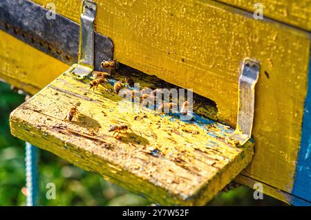 Eingang zum alten schäbigen Holzbienenstock, aus dem Bienen fliegen. Das Konzept der Imkerei, Honig Stockfoto