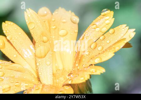 Wassertropfen aus nächster Nähe mit vielen Details über die Blume Stockfoto