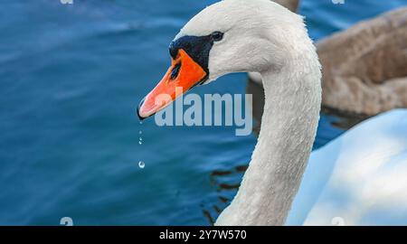 Detaillierte Abbildung des weißen Schwans auf dem See. Gebogener langer Hals. Wasservögel mit Wasser, das aus dem Schnabel tropft Stockfoto