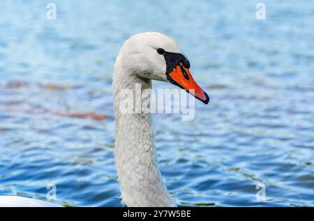 Seitenansicht des weißen Schwanenkopfes auf dem blauen See. Gebogener langer Hals, orangefarbener Schnabel, blaues Auge. Tropfen Wasser Stockfoto
