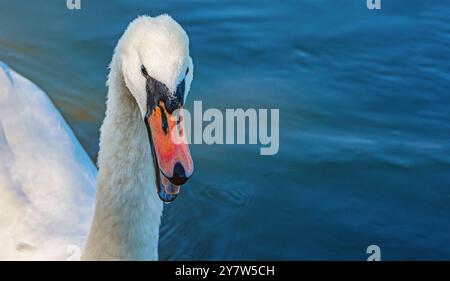 Detail eines weißen Schwans auf blauem, dunklem See. Gebogener langer Hals, orangefarbener offener Schnabel, blaues Auge. Kopierbereich. Stockfoto