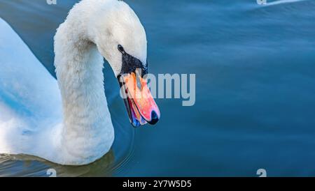 Detail eines weißen Schwans auf blauem, dunklem See. Gebogener langer Hals, orangefarbener offener Schnabel, blaues Auge. Kopierbereich. Stockfoto