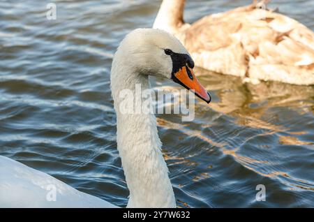 Weißer Schwan auf blauer, dunkler Oberfläche des Sees, Kreise auf dem Wasser. Graue Wasservögel schwimmen in der Nähe Stockfoto