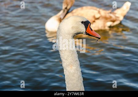 Weißer Schwan auf der blauen dunklen Oberfläche des Sees, unscharfer Hintergrund. Graue Wasservögel schwimmen in der Nähe Stockfoto