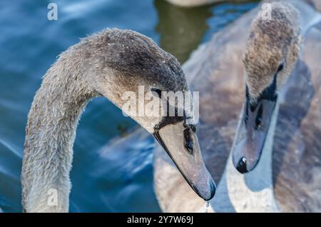 Zwei Schwäne auf dem See mit dunkelblauem Wasser. Kopf eines grauen Schwans mit schwarzem Schnabel. See-Spiegel Stockfoto