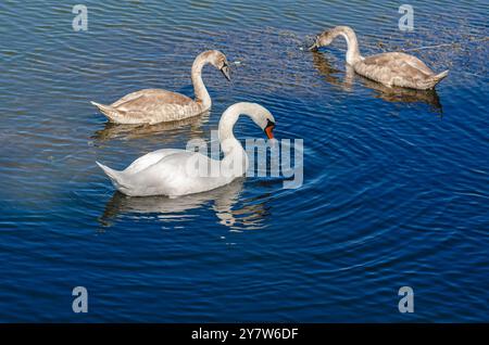Weiße und zwei graue Schwäne auf dunklem Wasser. Einer von ihnen, grauer Schwan, sucht im seichten Fluss nach Nahrung Stockfoto