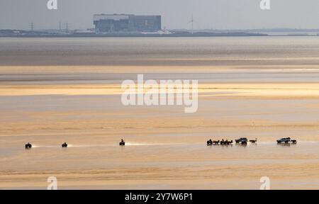 Morecambe Bay, Großbritannien. Oktober 2024. Cockle Pflücker verhandeln den tückischen Sand der Morecambe Bay vor der Kulisse des Kernkraftwerks Heysham am 1. Oktober. Quelle: John Eveson/Alamy Live News Stockfoto