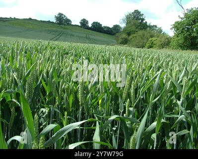 Starkes Weizenwachstum auf einem Feld in den Mendip Hills. Die Maisköpfe sehen in der Frühsommersonne voll und gesund aus. In der Nähe des Dorfes Buckland Stockfoto