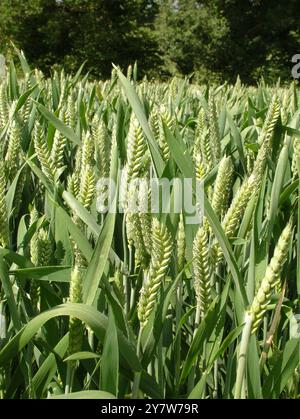 Starkes Weizenwachstum auf einem Feld in den Mendip Hills. Die Maisköpfe sehen in der Frühsommersonne voll und gesund aus. In der Nähe des Dorfes Buckland Stockfoto