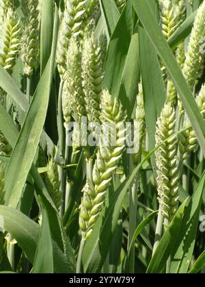 Starkes Weizenwachstum auf einem Feld in den Mendip Hills. Die Maisköpfe sehen in der Frühsommersonne voll und gesund aus. In der Nähe des Dorfes Buckland Stockfoto