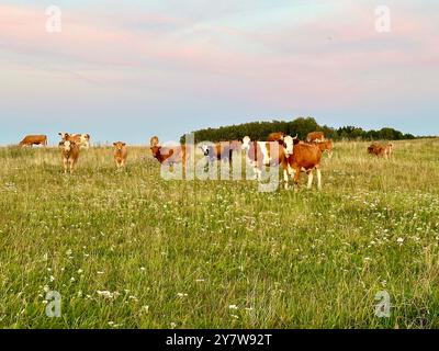 Das Foto zeigt eine ruhige Szene von Kühen, die bei Sonnenuntergang auf einem Feld an einem warmen Sommertag weiden. Stockfoto