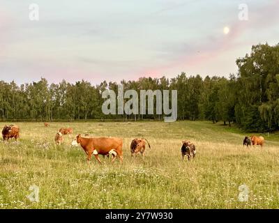 Das Foto zeigt eine ruhige Szene von Kühen, die bei Sonnenuntergang auf einem Feld an einem warmen Sommertag weiden. Stockfoto