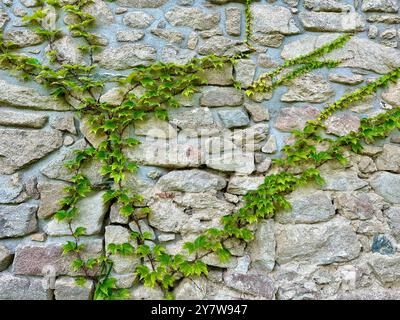 Das Bild zeigt eine Nahaufnahme von grünen Blättern und Trauben in einem Garten an einem Sommertag. Stockfoto