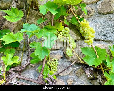 Das Bild zeigt eine Nahaufnahme von grünen Blättern und Trauben in einem Garten an einem Sommertag. Stockfoto