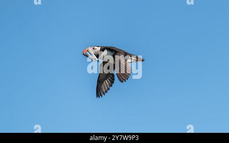 Puffin im Flug mit Sandaalen, Northumberland, England Stockfoto