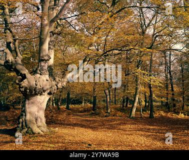 Burnham Beeches, Bucks - Burnham Beeches ist eine Fläche von 540 Acres (220 Hektar) alten Wäldern in der Nähe von Farnham Common, Burnham und Beaconsfield, etwa 30 km westlich von London, England. Der Wald wurde regelmäßig befleckt, viele Bäume sind inzwischen mehrere hundert Jahre alt. Ihr Alter und die Menge an Totholz in und um sie herum bedeuten, dass der Wald reich an Wildtieren ist. Mehr als sechzig Pflanzen- und Tierarten sind hier entweder selten oder national bedroht. Das Gebiet ist als National Nature Reserve, Site of Special Scientific Int Stockfoto